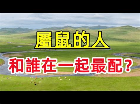 豬龍鼠馬什麼意思|12月生肖整體運勢解析！兔脾氣火爆、豬自信爆棚 這。